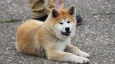 7 Mitos Tentang Anjing Yang Masih Banyak Dipercaya, Ini Fakta Yang Sebenarnya
