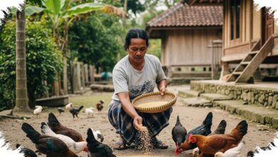 10 Menu Pakan Ayam Kampung Umur 1–3 Bulan, Kombinasi Sederhana agar Cepat Gemuk dan Tetap Sehat