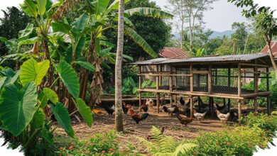 Ayam Kampung Bisa Jadi Penjaga Kebun Cabai, Asal Tata Letaknya Tidak Keliru