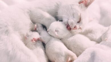 Kucing Melahirkan Tak Sekejap, Ini Durasi Tiap Tahap yang Sering Bikin Pemilik Cemas