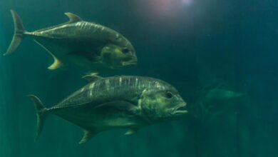 Protein Antibeku Bikin Ikan Antartika Tetap Hidup Di Laut Beku, Begini Caranya