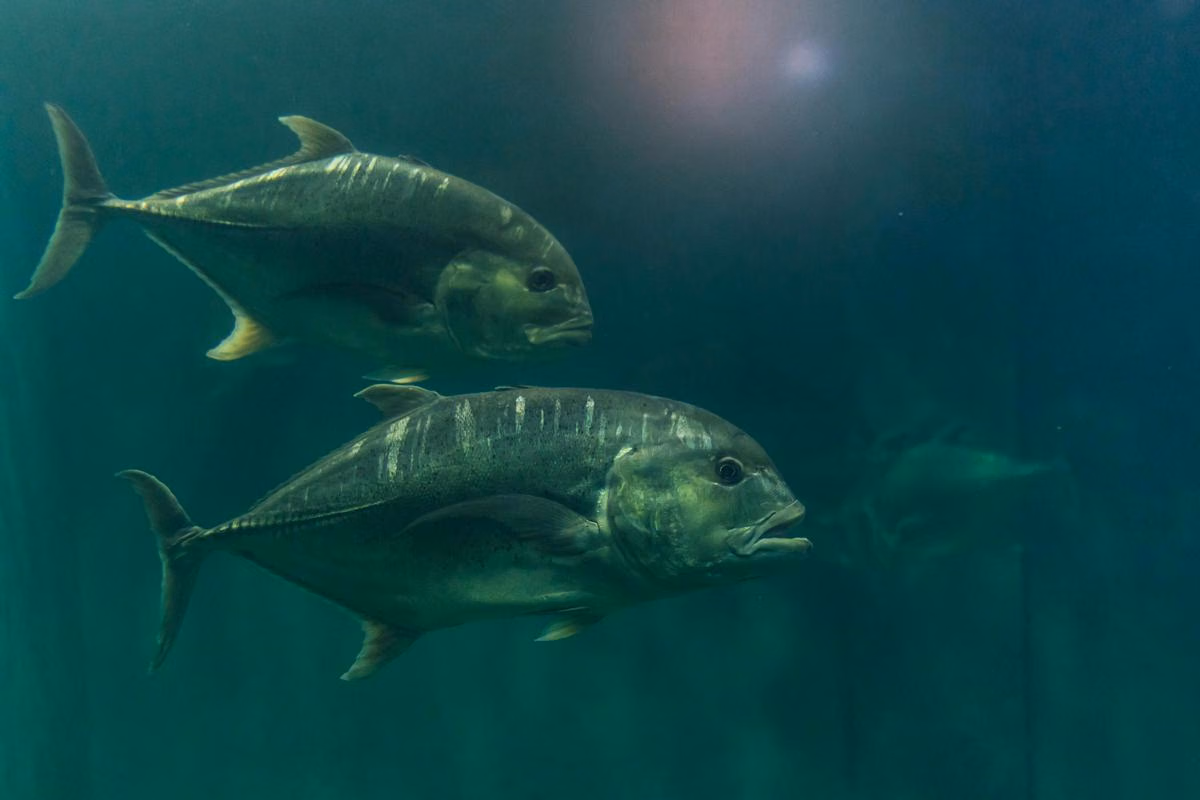 Protein Antibeku Bikin Ikan Antartika Tetap Hidup Di Laut Beku, Begini Caranya