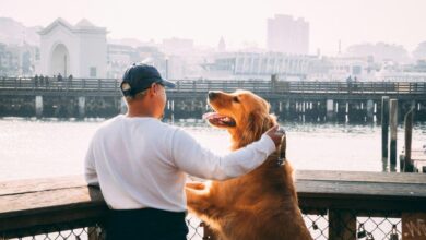 9 Hal yang Sering Diremehkan Sebelum Mengadopsi Anjing, Siap Jadi Pemilik yang Bertahan Lama?