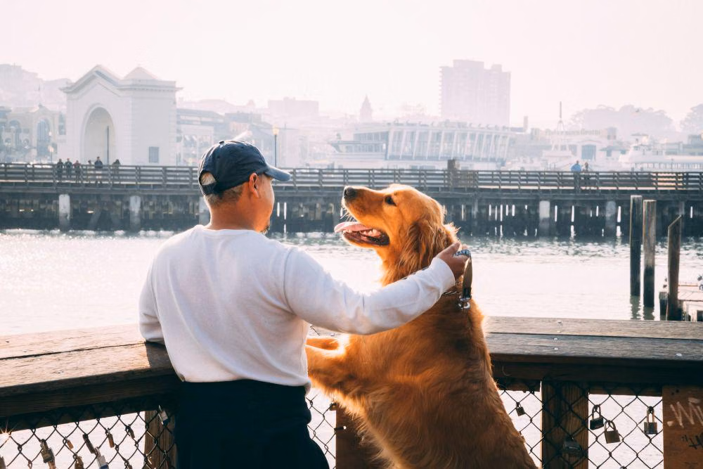 9 Hal yang Sering Diremehkan Sebelum Mengadopsi Anjing, Siap Jadi Pemilik yang Bertahan Lama?