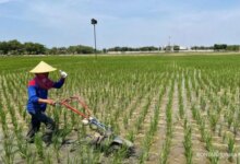 Jawa Timur Besok Cerah Berawan, Suhu Tembus 34°C dan Kabut Muncul di Sejumlah Daerah