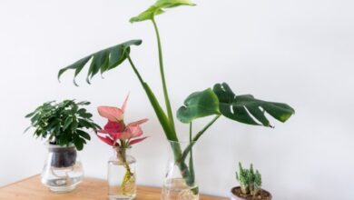 7 Tanaman Hidroponik Vas Minimalis yang Bikin Rumah Terlihat Modern Tanpa Repot