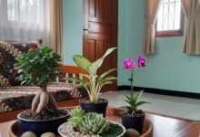 8 Tanaman Hias Mini untuk Meja Tamu, Sentuhan Kecil yang Bikin Ruang Tamu Terasa Hidup