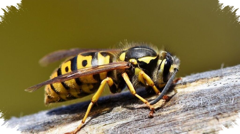 Lebah Apis Dorsata Terancam Hilang, yang Dipertaruhkan Bukan Cuma Madu tapi Nafkah Warga