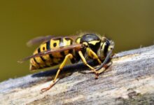 Lebah Apis Dorsata Terancam Hilang, yang Dipertaruhkan Bukan Cuma Madu tapi Nafkah Warga