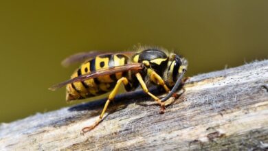 Lebah Apis Dorsata Terancam Hilang, yang Dipertaruhkan Bukan Cuma Madu tapi Nafkah Warga
