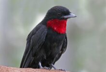 Tenggorokan Ungu Yang Mencolok, Fakta Purple-throated Fruitcrow Sang Penyebar Biji Hutan Hujan