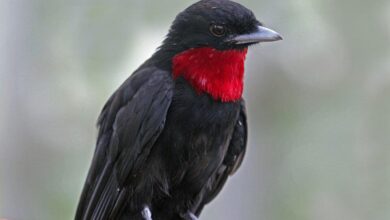 Tenggorokan Ungu Yang Mencolok, Fakta Purple-throated Fruitcrow Sang Penyebar Biji Hutan Hujan