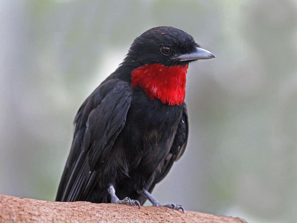 Tenggorokan Ungu Yang Mencolok, Fakta Purple-throated Fruitcrow Sang Penyebar Biji Hutan Hujan