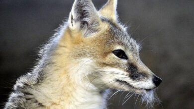 Rubah Cepat Seukuran Kucing, Predador Mini Yang Ternyata Sangat Cepat Dan Cerdik
