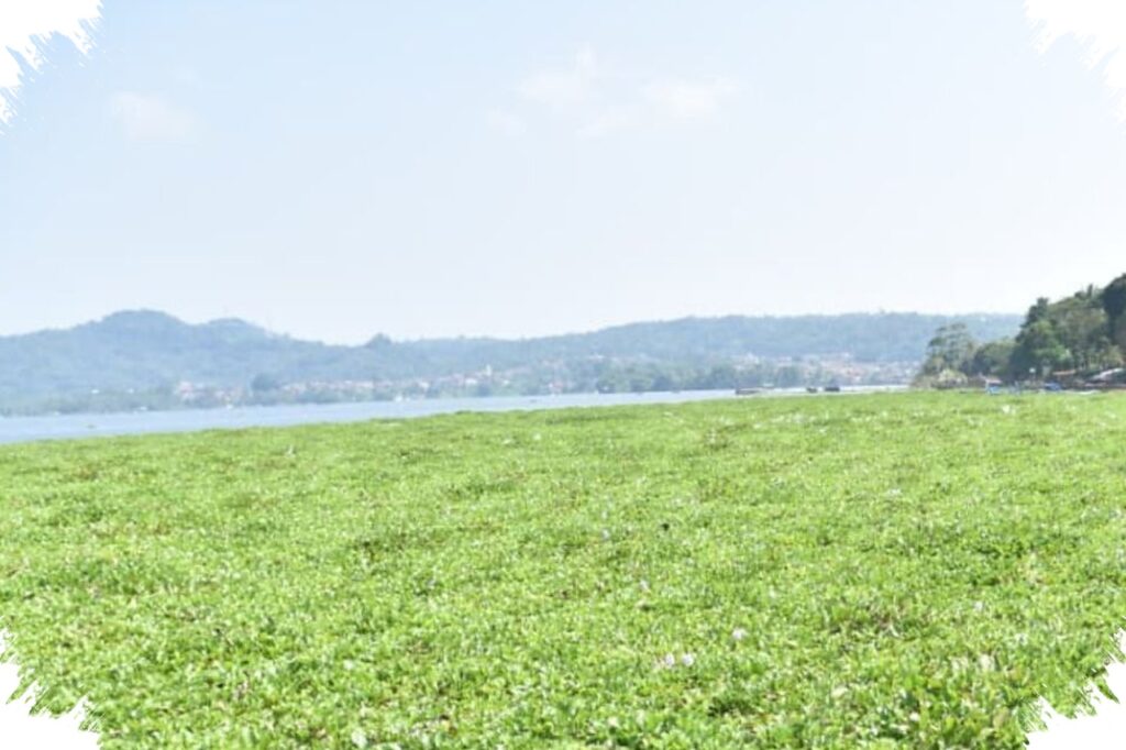 Waduk Darma Terdesak Eceng Gondok, Kuningan Siapkan Gerak Cepat Bersama Warga