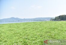 Waduk Darma Terdesak Eceng Gondok, Kuningan Siapkan Gerak Cepat Bersama Warga
