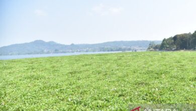 Waduk Darma Terdesak Eceng Gondok, Kuningan Siapkan Gerak Cepat Bersama Warga
