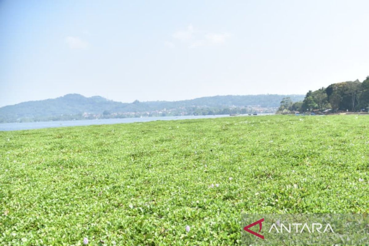 Waduk Darma Terdesak Eceng Gondok, Kuningan Siapkan Gerak Cepat Bersama Warga