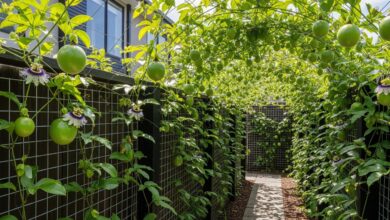 6 Ide Kebun Markisa Mini Ini Bikin Rumah Minimalis Lebih Asri, Buah Segar Bisa Dipetik Sendiri