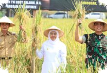 Padi Jatim Tembus 7,71 Juta Ton GKG, Lumbung Pangan Nasional Kian Kokoh