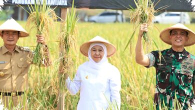 Padi Jatim Tembus 7,71 Juta Ton GKG, Lumbung Pangan Nasional Kian Kokoh