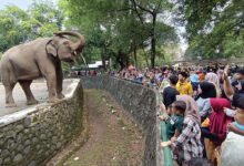 Insiden Ragunan Jadi Peringatan, Ini Cara Aman Mengawasi Anak di Kebun Binatang