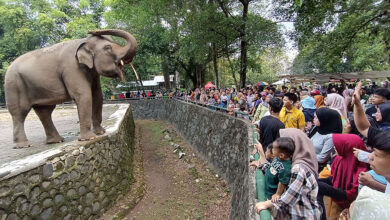 Insiden Ragunan Jadi Peringatan, Ini Cara Aman Mengawasi Anak di Kebun Binatang