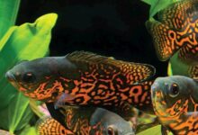 4 Ikan Hias Cantik Tapi Buas, Jangan Campur Sembarangan Dalam Satu Akuarium