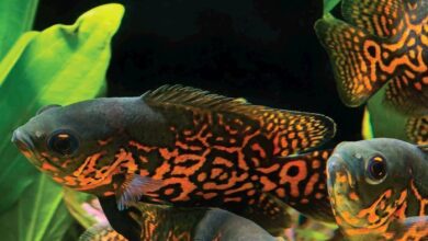 4 Ikan Hias Cantik Tapi Buas, Jangan Campur Sembarangan Dalam Satu Akuarium