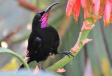 Amethyst Sunbird Afrika, Burung Hitam Mengilap yang Ternyata Penuh Warna