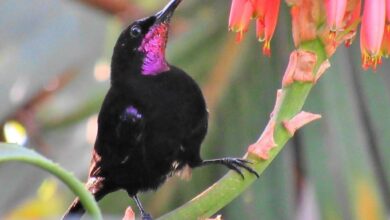 Amethyst Sunbird Afrika, Burung Hitam Mengilap yang Ternyata Penuh Warna