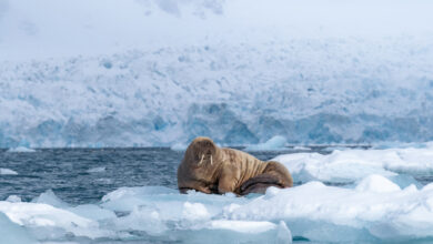 6 Fakta Walrus, Mamalia Laut Paling Nyentrik di Arktik yang Ternyata Super Tahan Dingin