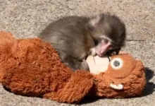 Dua Warga AS Didenda Rp34 Juta, Nekat Masuk Kandang Punch yang Memeluk Boneka Orang Utan