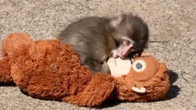 Dua Warga AS Didenda Rp34 Juta, Nekat Masuk Kandang Punch yang Memeluk Boneka Orang Utan