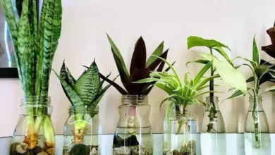 Tanaman Minimalis Dalam Vas Air Ini Bikin Ruangan Sempit Terasa Lebih Segar