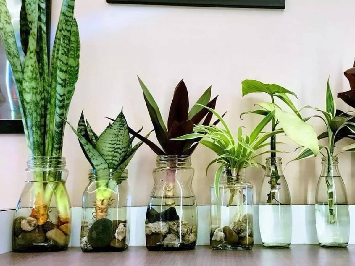Tanaman Minimalis Dalam Vas Air Ini Bikin Ruangan Sempit Terasa Lebih Segar