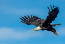 Sayap Burung Ternyata Bukan Sekadar Mengepak, Ini Rahasia Mereka Tetap Melayang