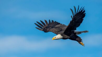 Sayap Burung Ternyata Bukan Sekadar Mengepak, Ini Rahasia Mereka Tetap Melayang