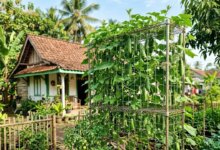Rak Bekas Disulap Jadi Kebun Timun Gantung, Lahan Sempit Tetap Bisa Panen Rapi