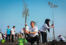 Mageri Segoro di Pesisir Jateng, 92.290 Bibit Ditanam untuk Menahan Abrasi