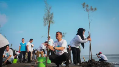 Mageri Segoro di Pesisir Jateng, 92.290 Bibit Ditanam untuk Menahan Abrasi