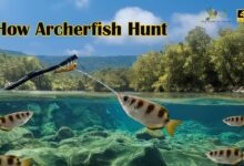 Archerfish Menembak Mangsa Bukan Asal Semprot, Begini Akurasi Tajamnya dari Bawah Air