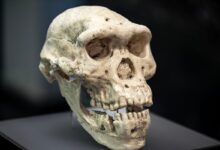 Temuan Homo Juluensis Di China Ubah Peta Asal-Usul Manusia, Fosilnya Bikin Ilmuwan Revisi Klasifikasi