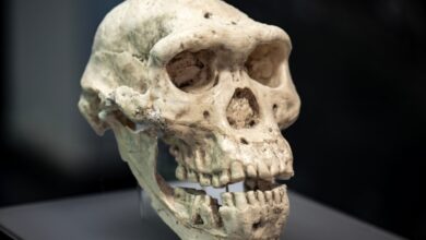 Temuan Homo Juluensis Di China Ubah Peta Asal-Usul Manusia, Fosilnya Bikin Ilmuwan Revisi Klasifikasi