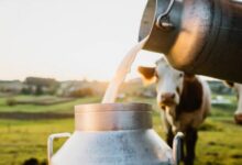 Di Balik Segelas Susu, Perjalanan Peternak Menjaga Nutrisi Tetap Utuh