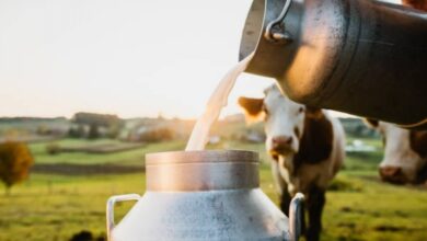 Di Balik Segelas Susu, Perjalanan Peternak Menjaga Nutrisi Tetap Utuh
