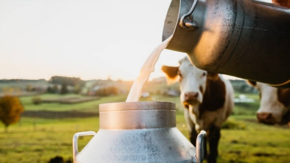 Di Balik Segelas Susu, Perjalanan Peternak Menjaga Nutrisi Tetap Utuh