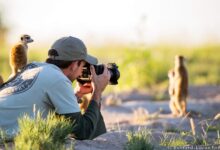 Ubah Dirimu Jadi Fotografer Alam Liar Profesional, Prompt Gemini AI Ini Bikin Hasilnya Nyata