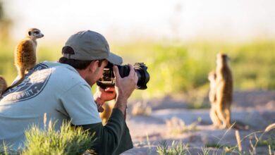 Ubah Dirimu Jadi Fotografer Alam Liar Profesional, Prompt Gemini AI Ini Bikin Hasilnya Nyata