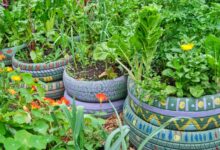 Ember Retak Jangan Dibuang, 6 Cara Murah Menyulapnya Jadi Kebun Sayur Produktif